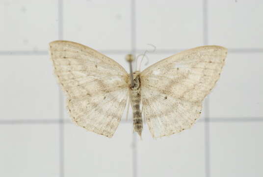 Image of Scopula attentata Walker 1861