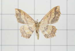 Image of Synegiodes histrionaria Swinhoe 1892