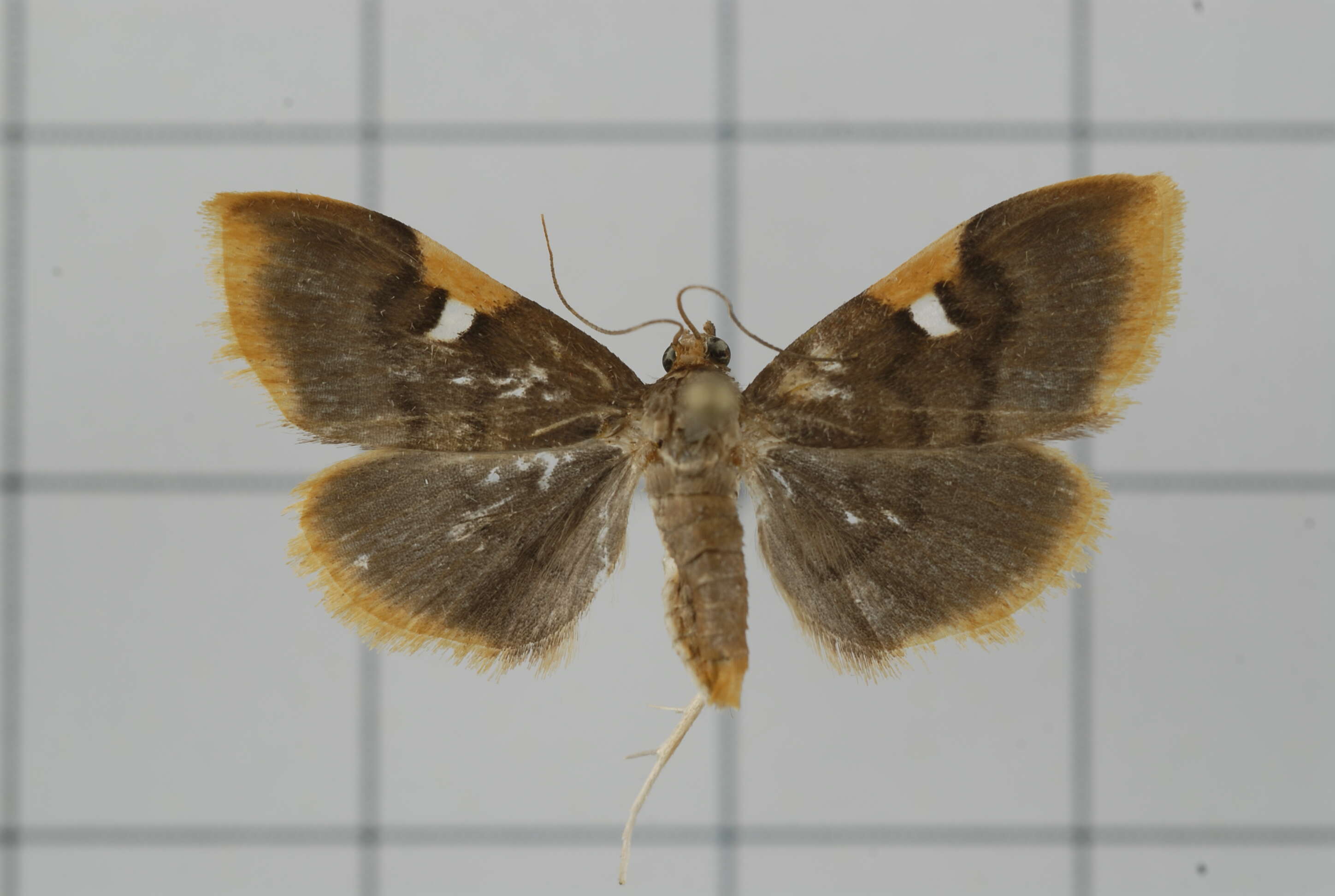 Image of Callibotys carapina