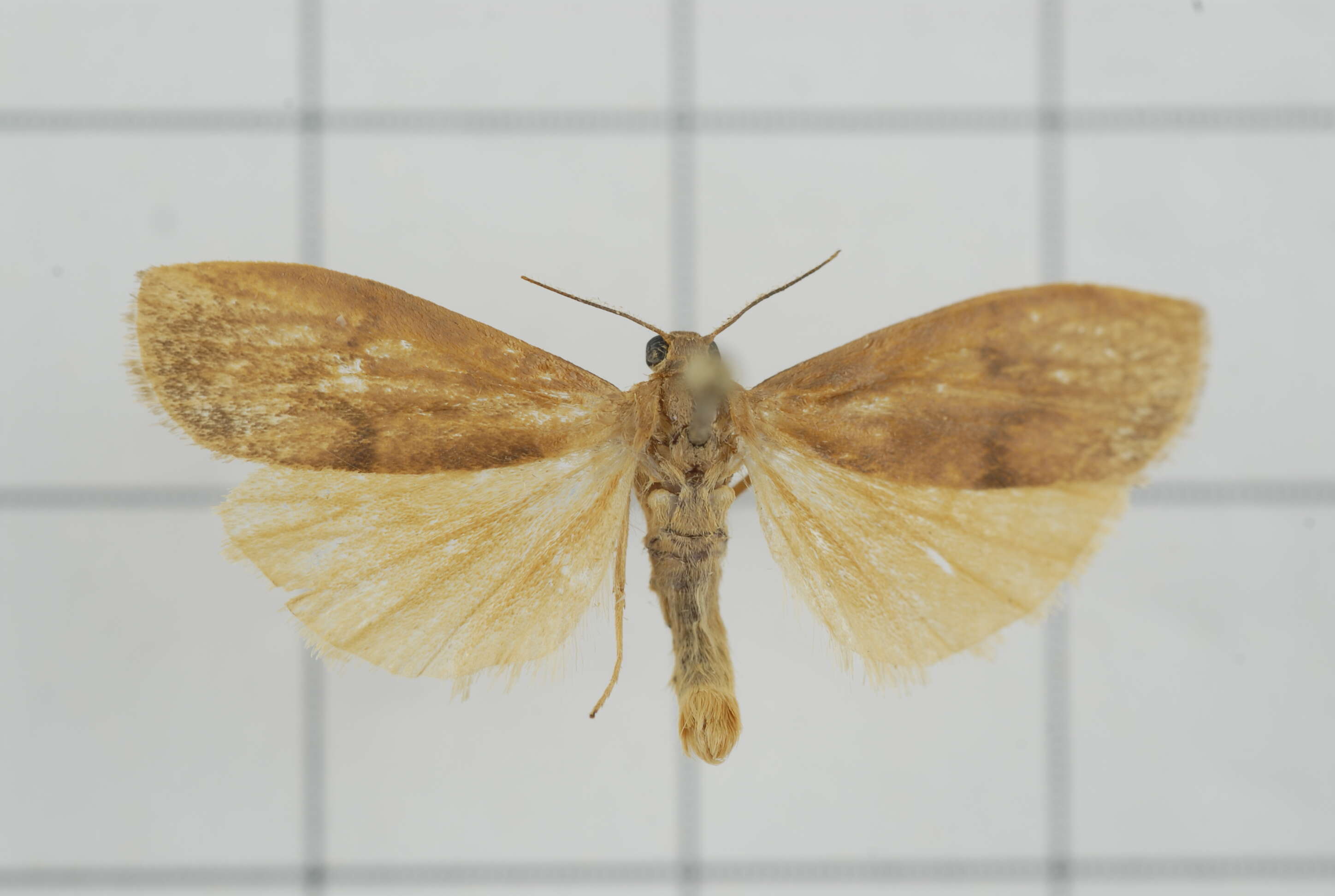 Image of Eilema ratonis Matsumura 1927