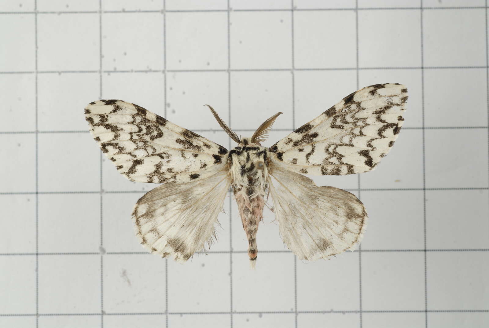 Image of Lymantria concolor Walker 1855