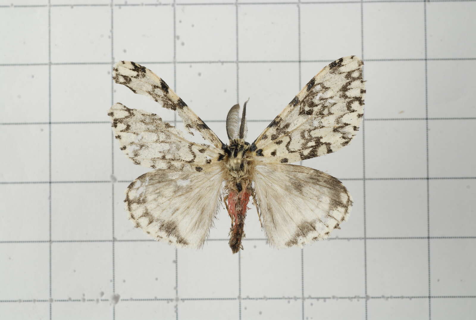 Image of Lymantria concolor Walker 1855