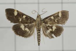 Image de Herpetogramma luctuosalis Guenée 1854