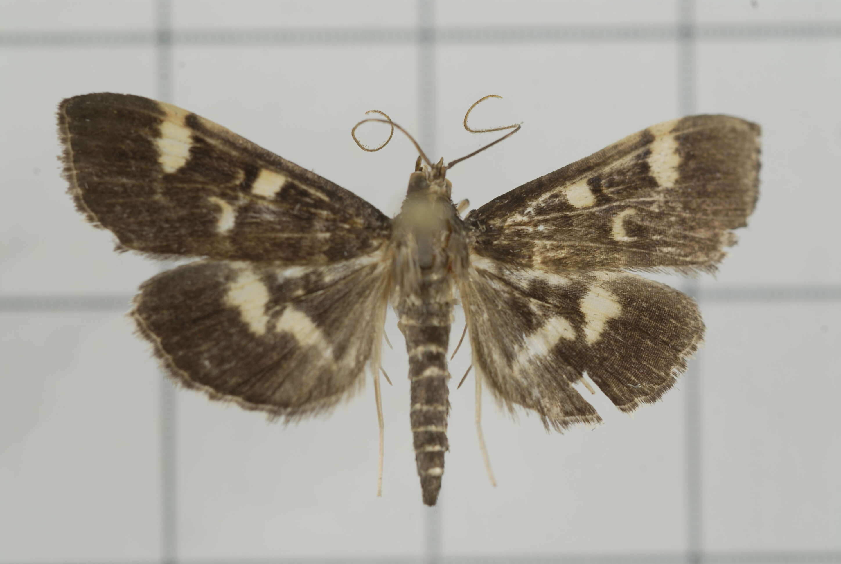 Image de Herpetogramma luctuosalis Guenée 1854