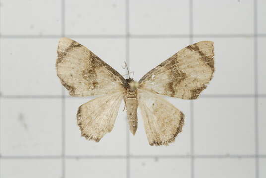 Слика од Chalyboclydon marginata Warren 1893