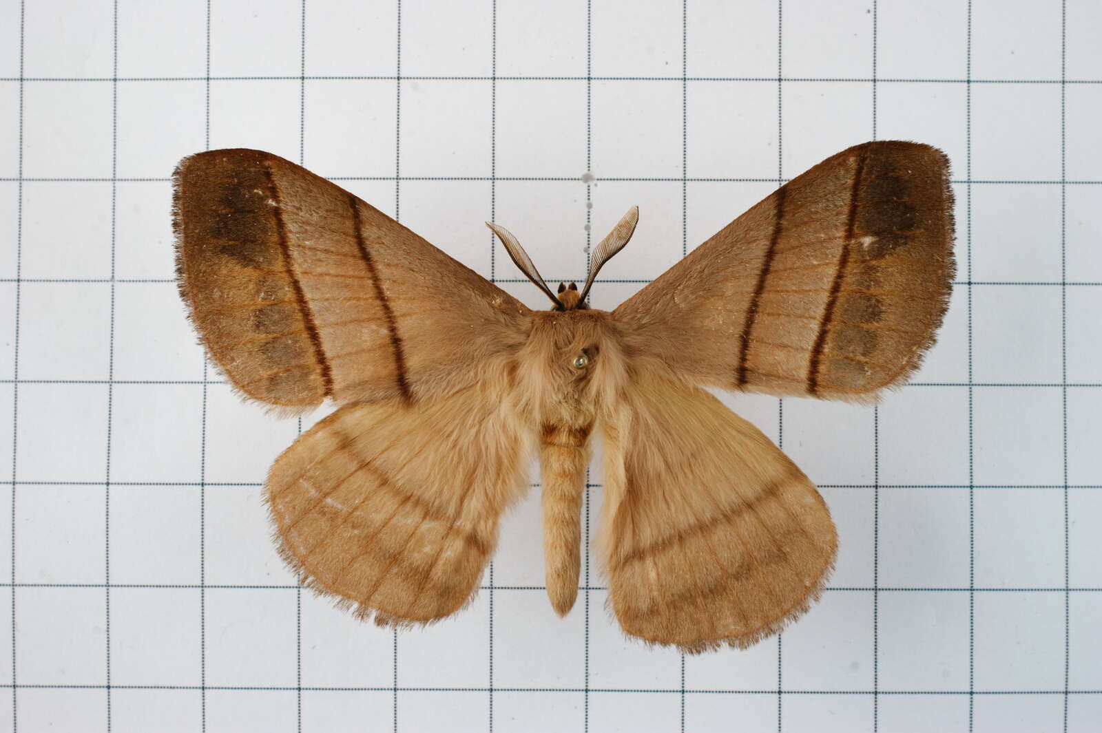 Image of Palirisa cervina (Moore (1866))