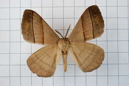 Image of Palirisa cervina (Moore (1866))