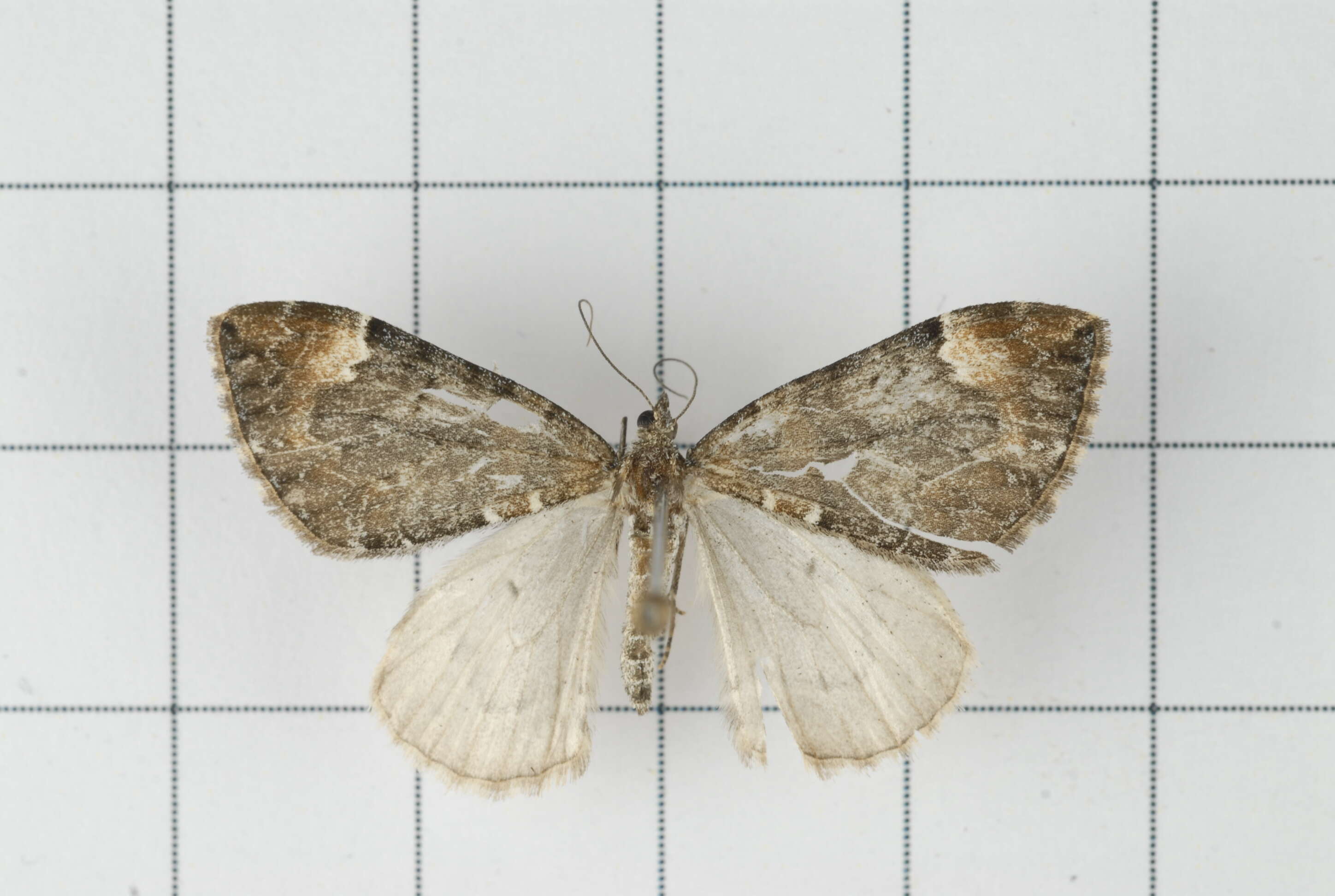 Image of Dysstroma fumata Bastelberger 1911