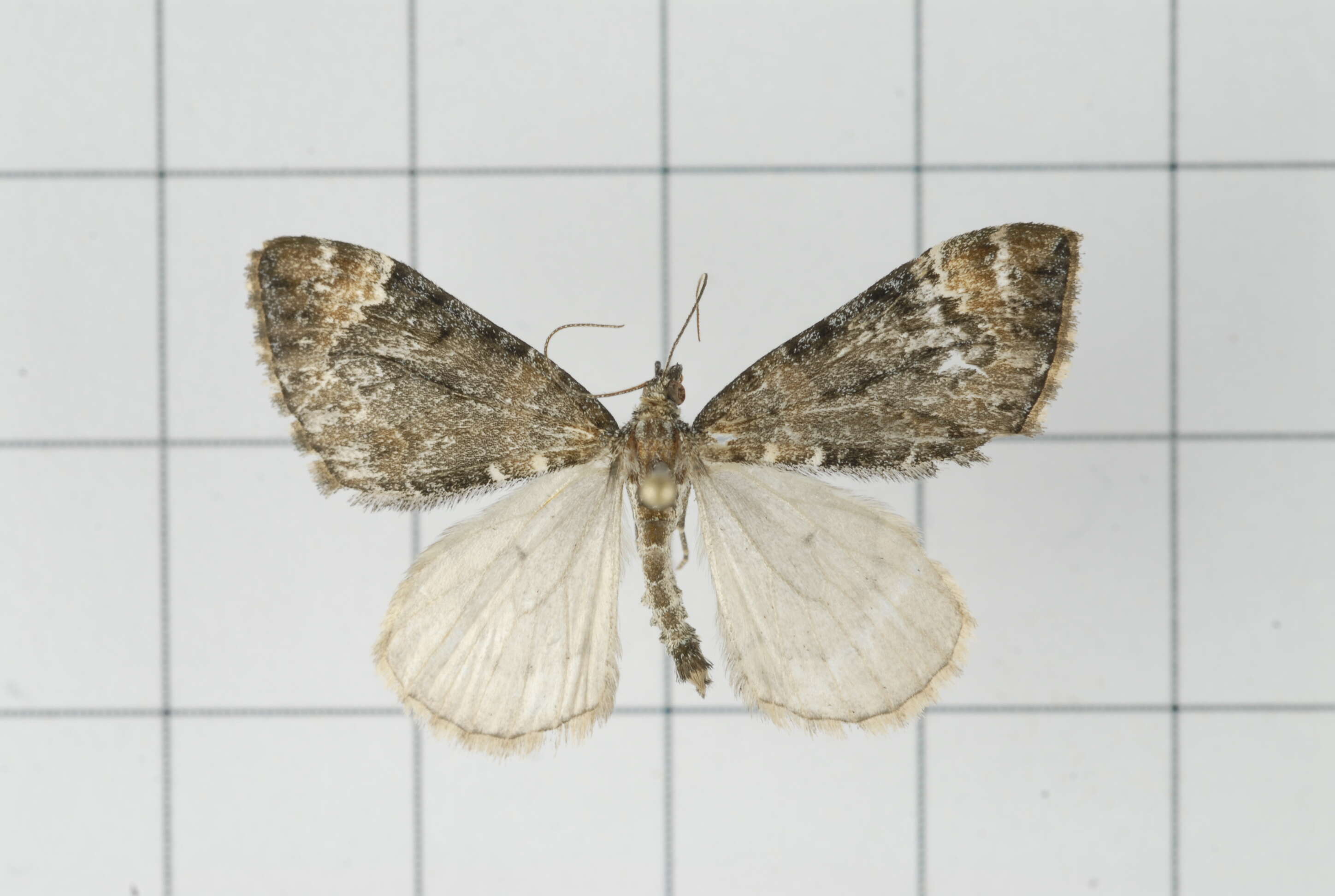 Image of Dysstroma fumata Bastelberger 1911