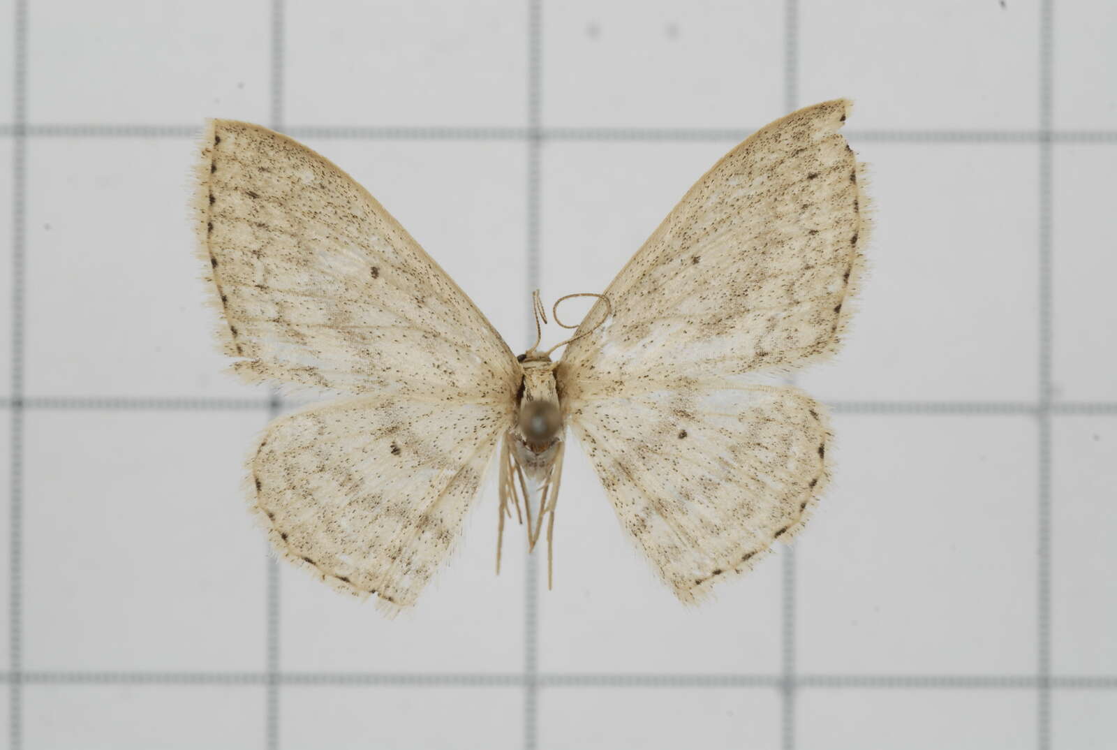 Image of Scopula attentata Walker 1861