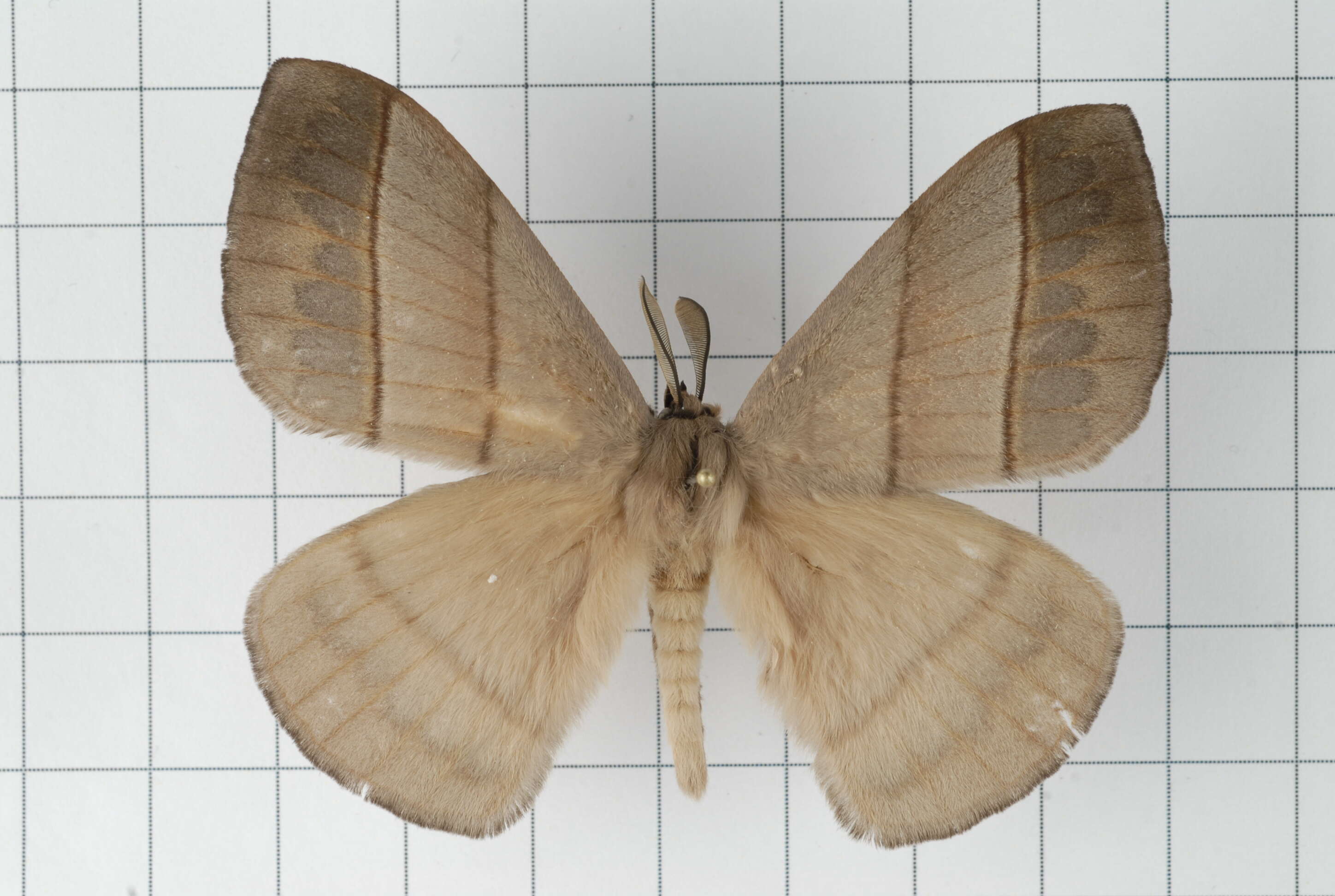 Image of Palirisa cervina (Moore (1866))