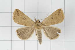 Image of Xylostola indistincta Moore 1882
