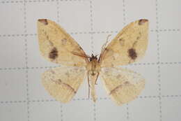 Image of Heterolocha biplagiata Bastelberger 1909