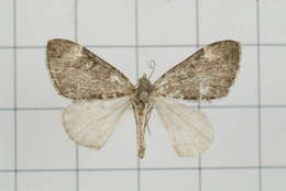 Image of Dysstroma fumata Bastelberger 1911