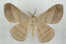 Image of Palirisa cervina (Moore (1866))