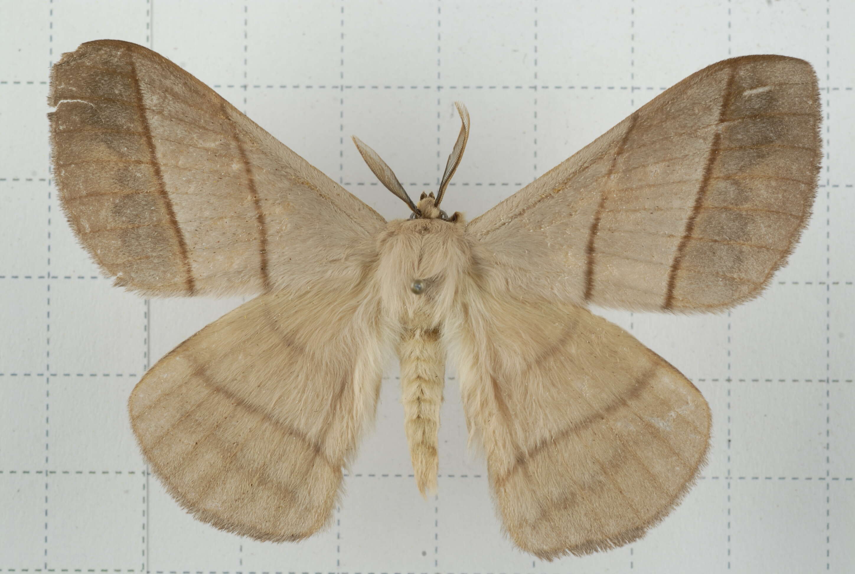 Image of Palirisa cervina (Moore (1866))