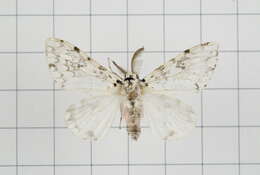 Image of Lymantria concolor Walker 1855