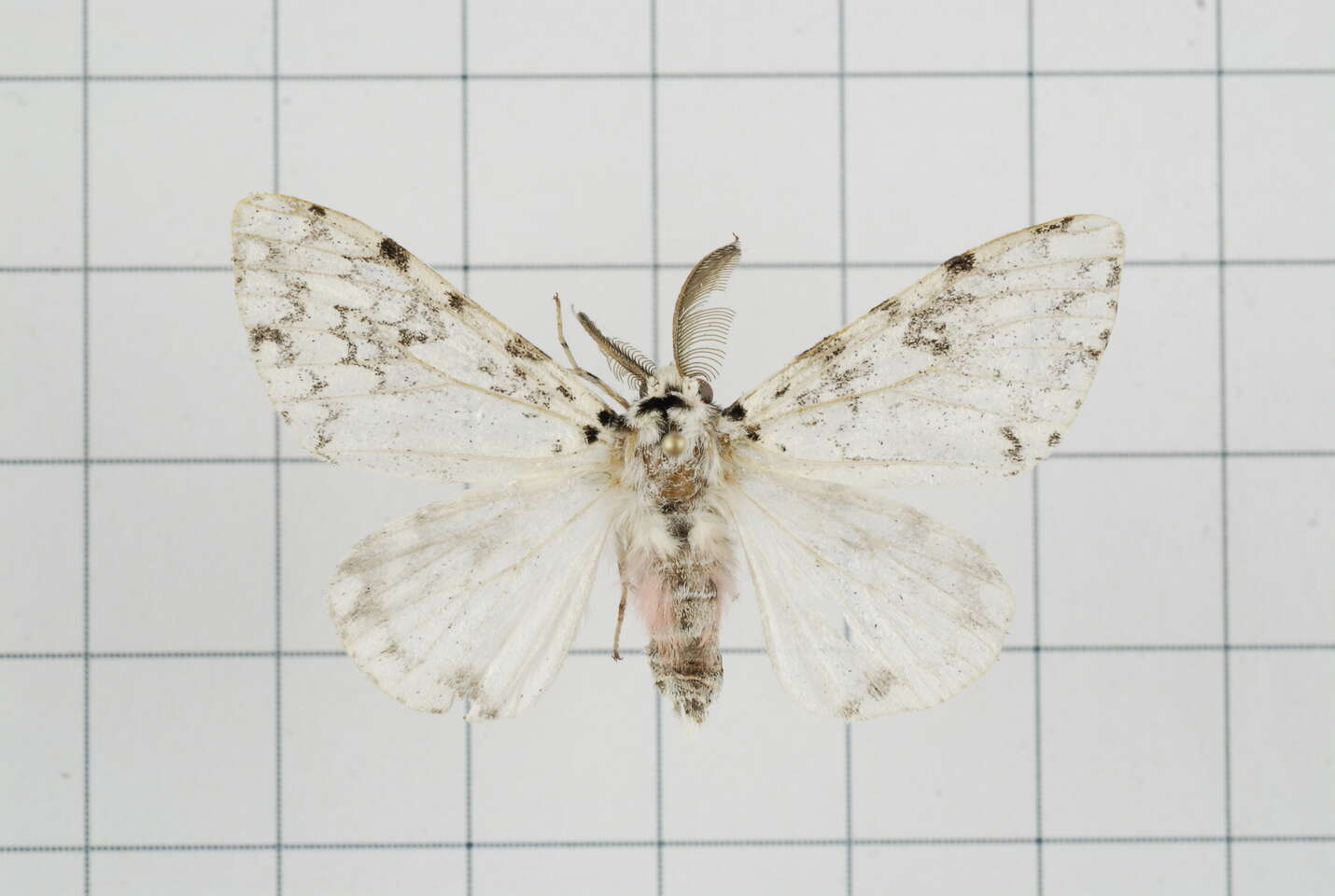 Image of Lymantria concolor Walker 1855