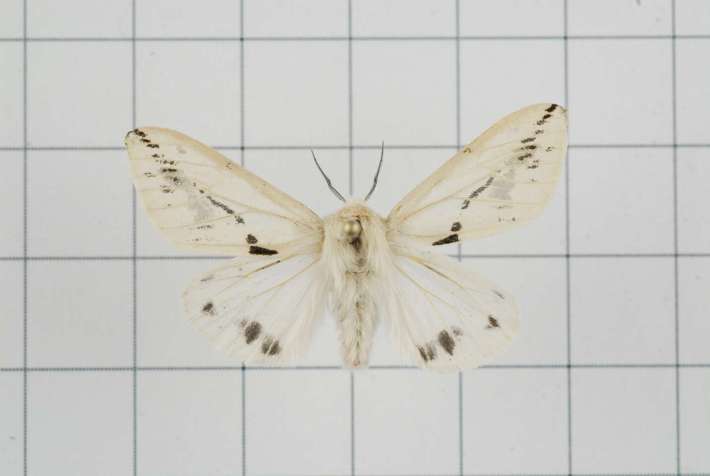 Image of Lemyra stigmata