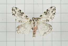 Image of Lymantria concolor Walker 1855