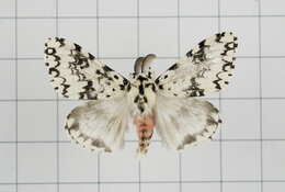 Image of Lymantria concolor Walker 1855