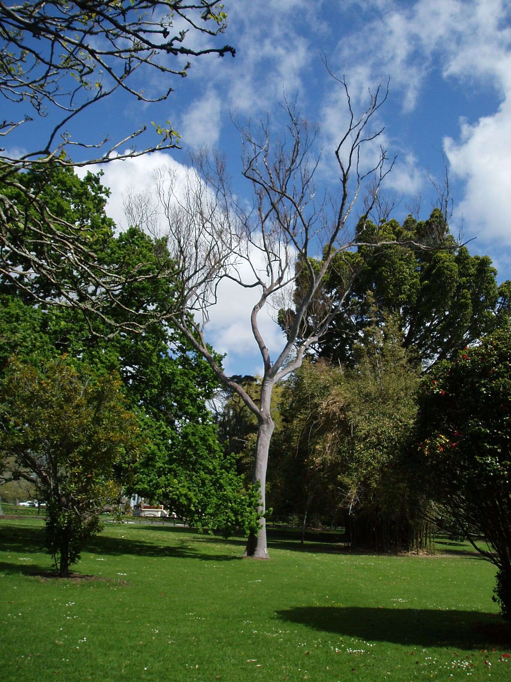 Image of lemonscented gum