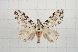 Image of Lymantria concolor Walker 1855