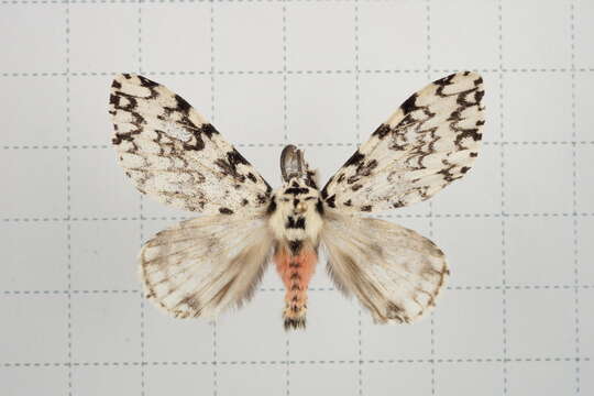 Image of Lymantria concolor Walker 1855