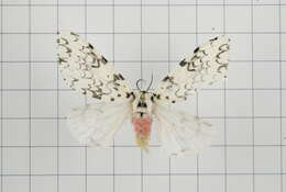 Image of Lymantria concolor Walker 1855