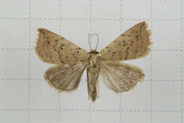 Image of Xylostola indistincta Moore 1882