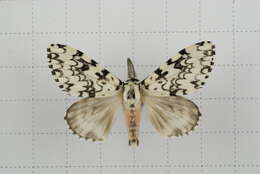 Image of Lymantria concolor Walker 1855