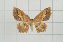 Image of Synegiodes histrionaria Swinhoe 1892