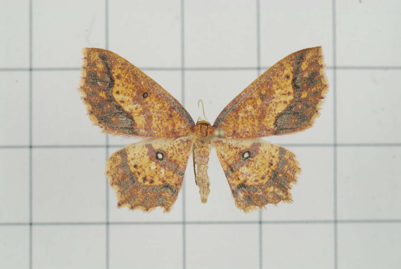 Image of Synegiodes histrionaria Swinhoe 1892