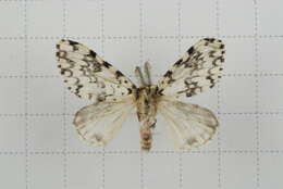 Image of Lymantria concolor Walker 1855