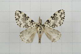 Image of Lymantria concolor Walker 1855