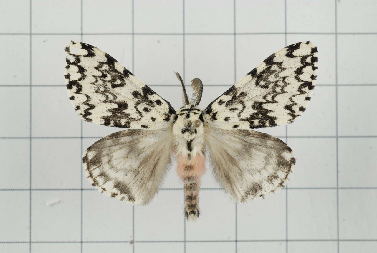 Image of Lymantria concolor Walker 1855