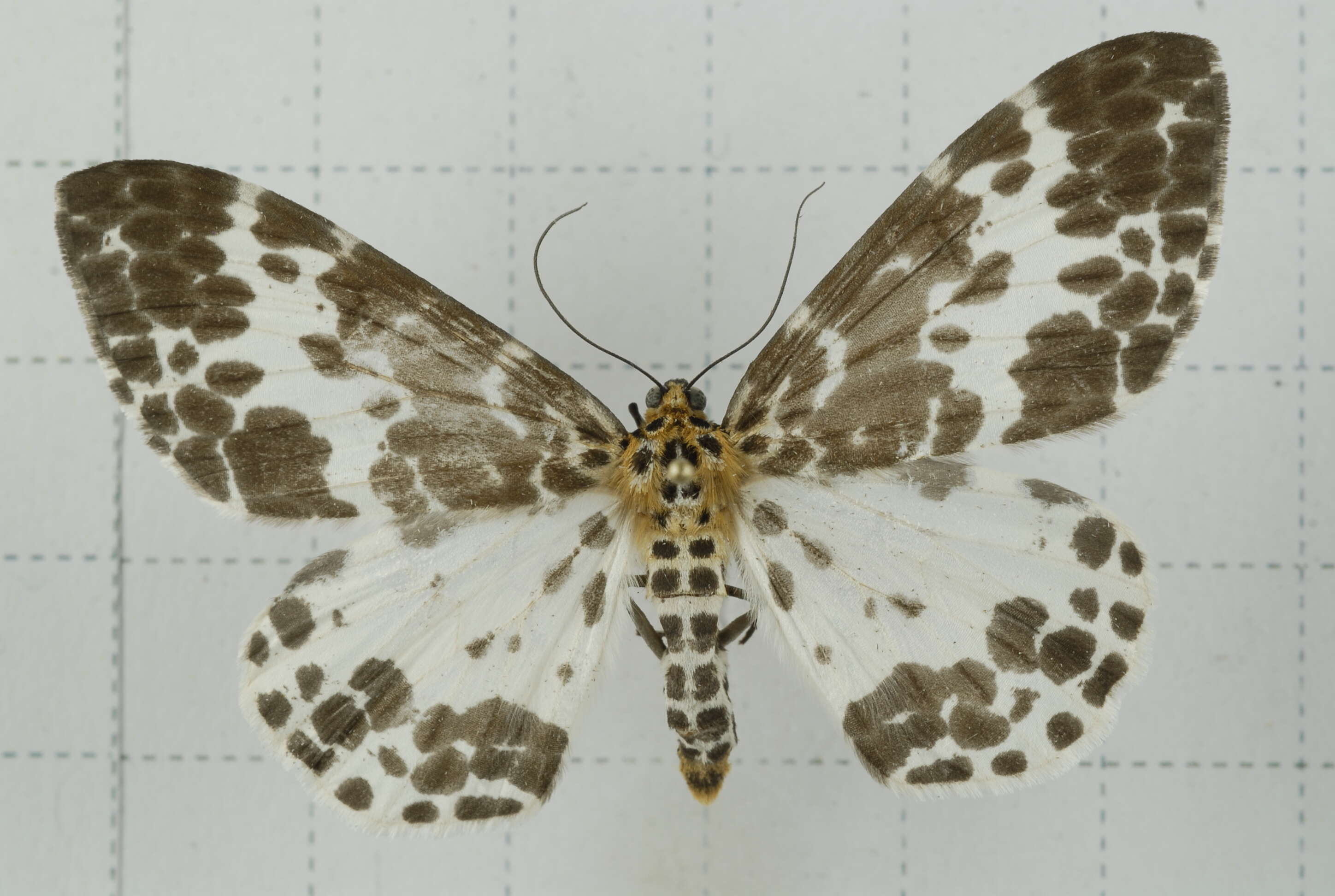 Image of Dilophodes baria