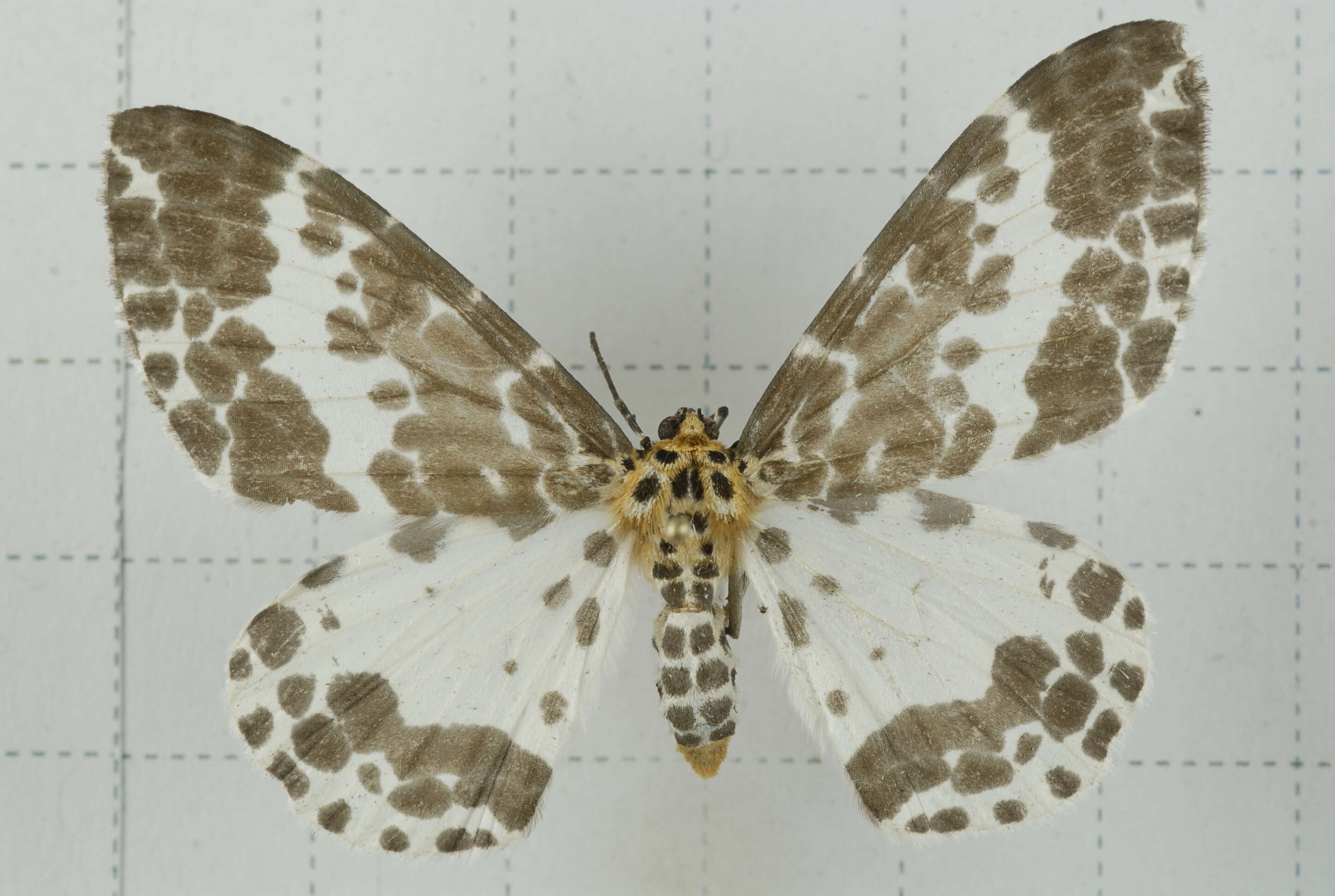 Image of Dilophodes baria