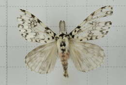 Image of Lymantria concolor Walker 1855