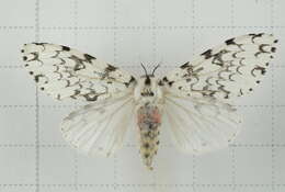 Image of Lymantria concolor Walker 1855