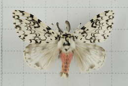 Image of Lymantria concolor Walker 1855