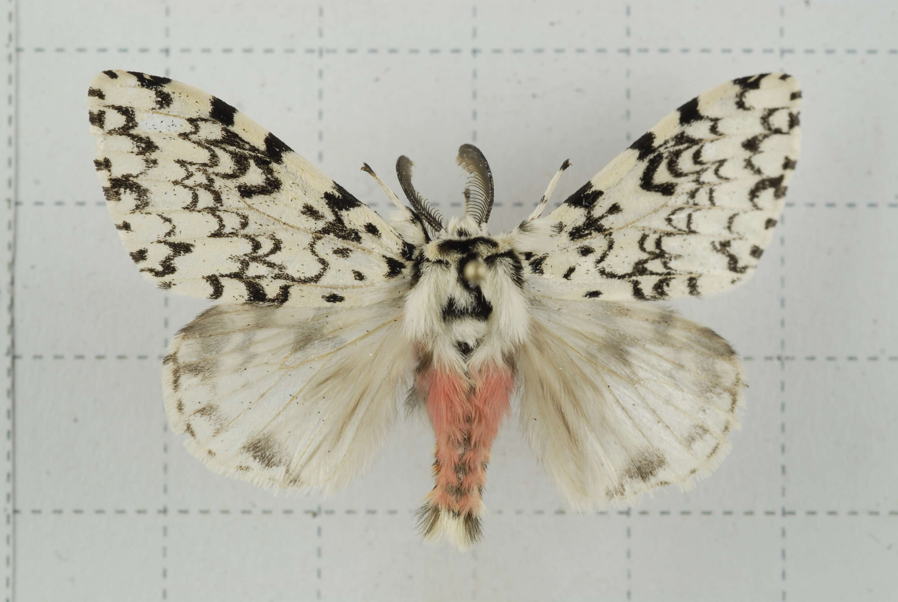 Image of Lymantria concolor Walker 1855