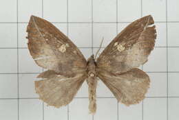 Image of Euthrix laeta Walker 1855