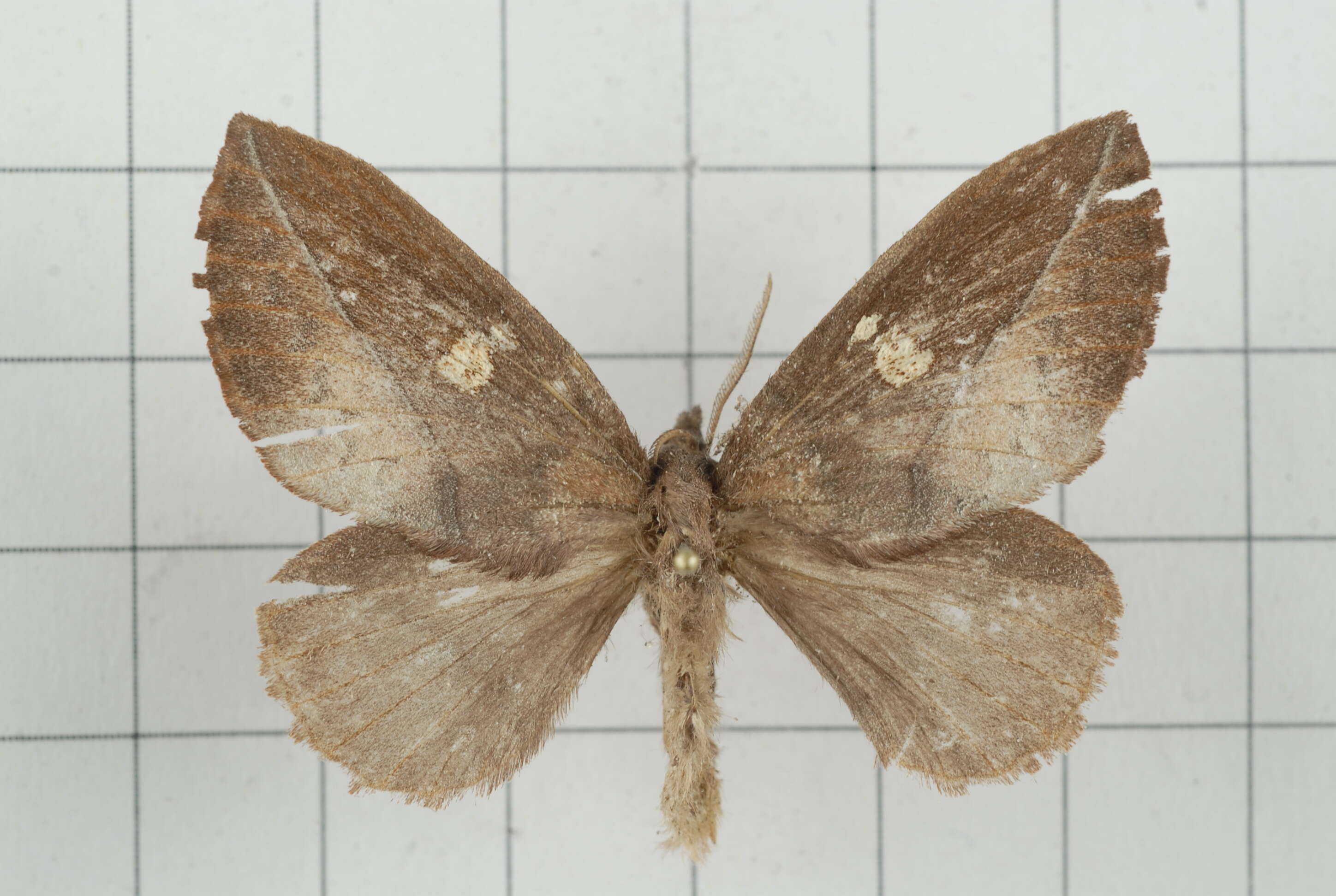 Image of Euthrix laeta Walker 1855