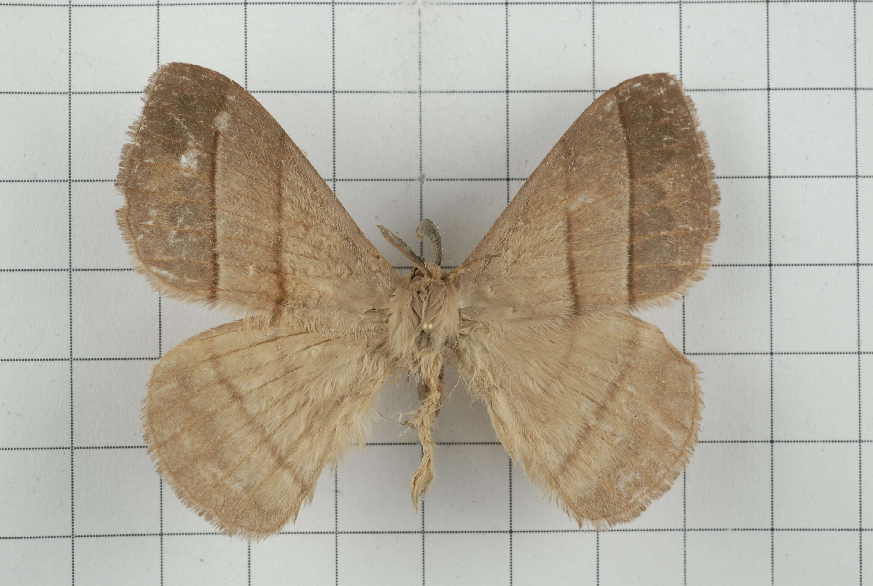 Image of Palirisa cervina (Moore (1866))