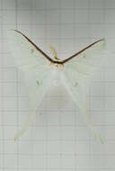 Image of Actias neidhoeferi Ong & Yu 1968