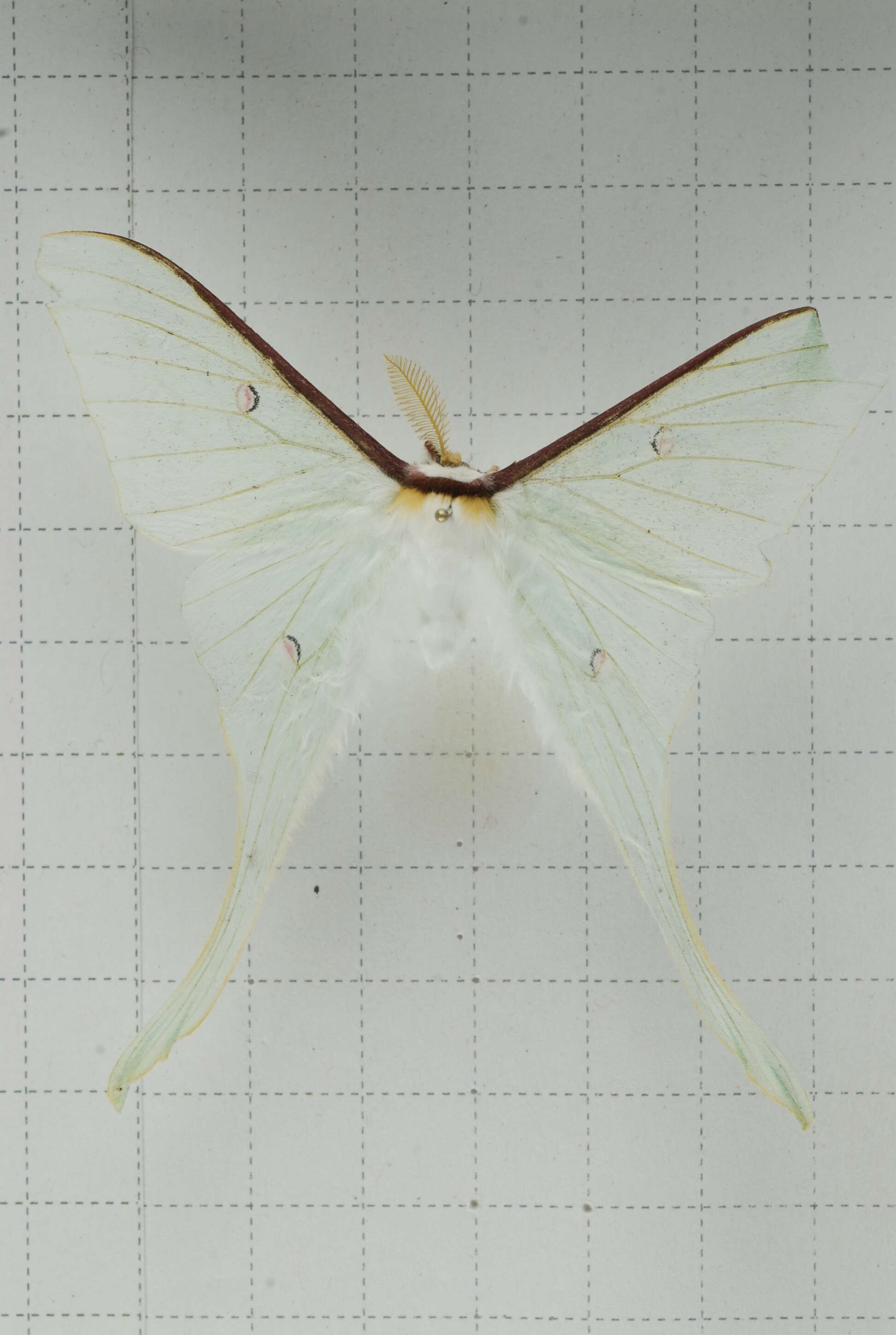 Image of Actias neidhoeferi Ong & Yu 1968