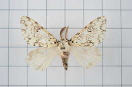 Image of Lymantria concolor Walker 1855