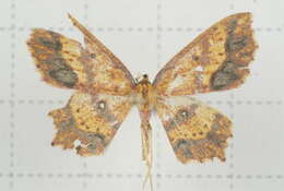 Image of Synegiodes histrionaria Swinhoe 1892