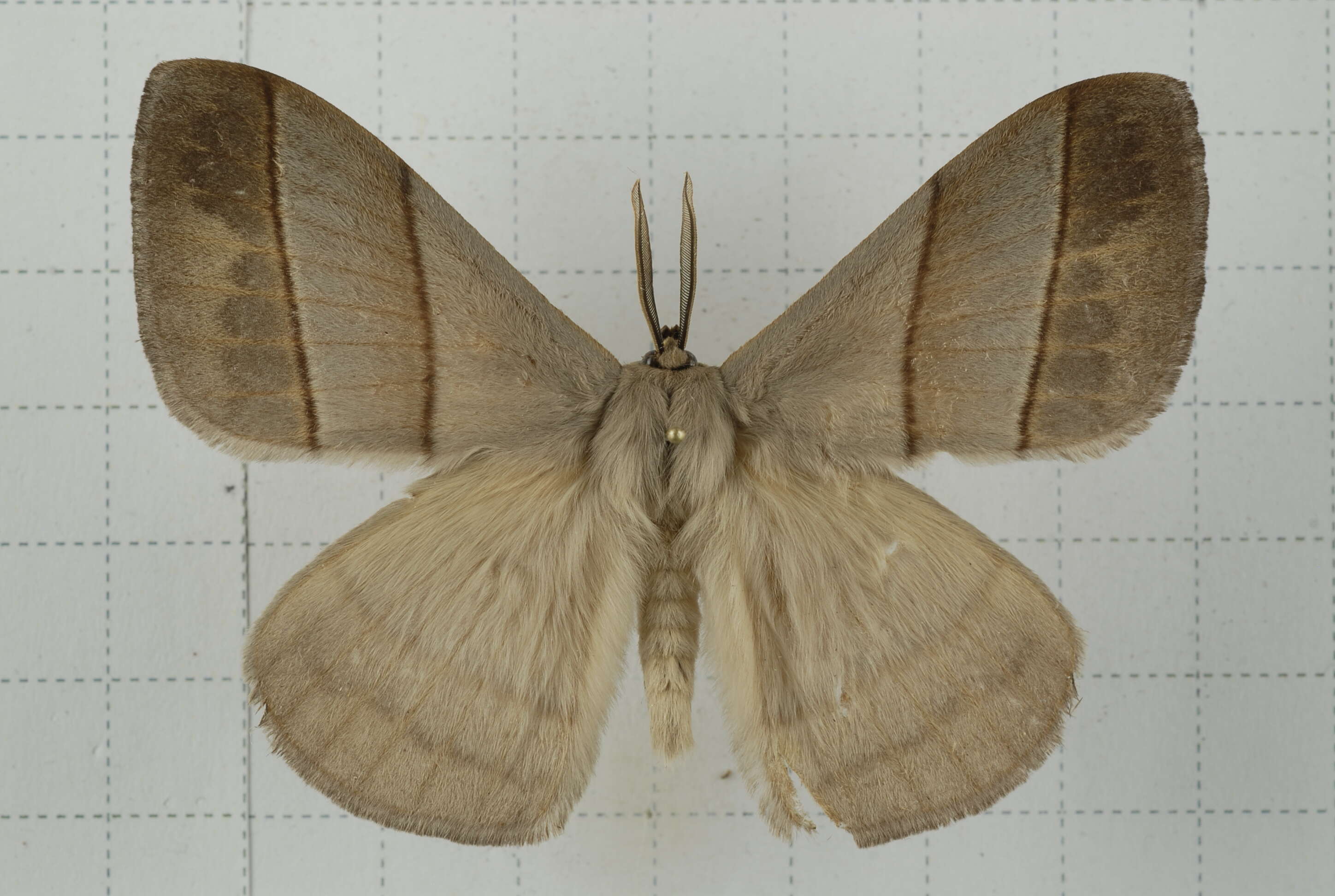 Image of Palirisa cervina (Moore (1866))